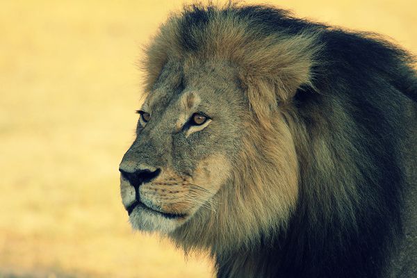Self-Insurance: The Lion, Dr. Palmer, and the Cost of Reputational Risk